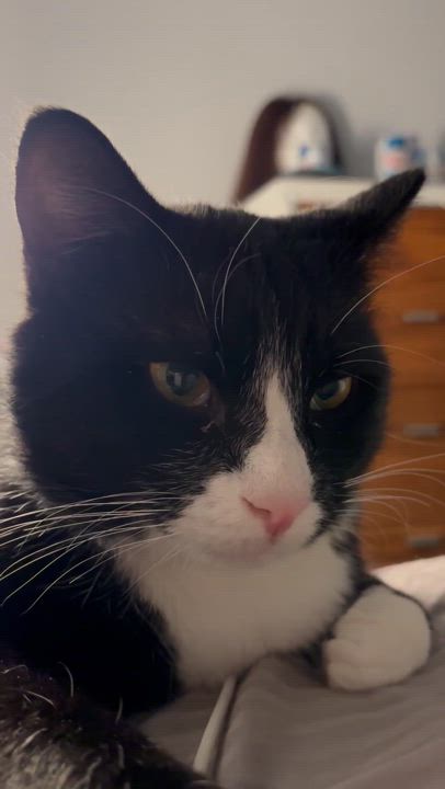 Enlarge JACKPOT N ~ Best Friend!, a Adoptable American Shorthair in New York, NY video 4/6