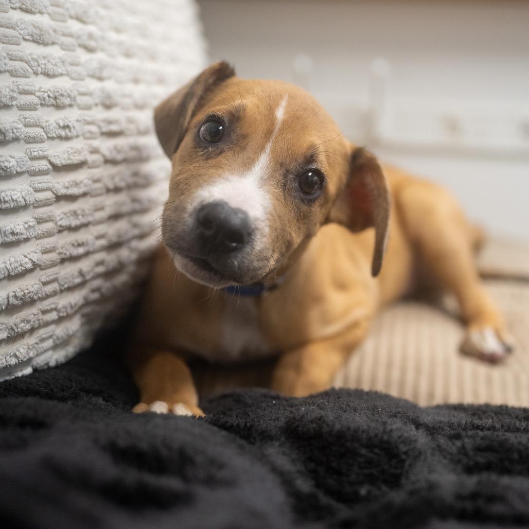 Enlarge Lance, a Adoptable mixed breed in Pawling, NY image 1/6