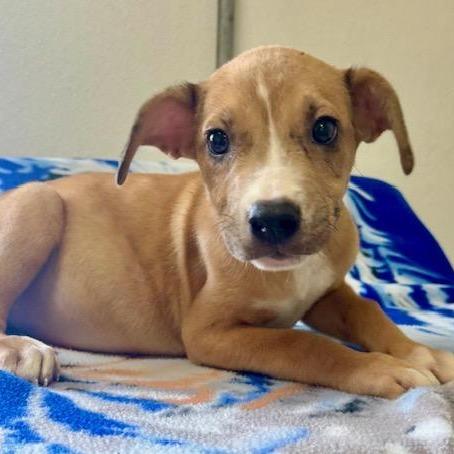 Enlarge Lance, a Adoptable mixed breed in Pawling, NY image 2/6