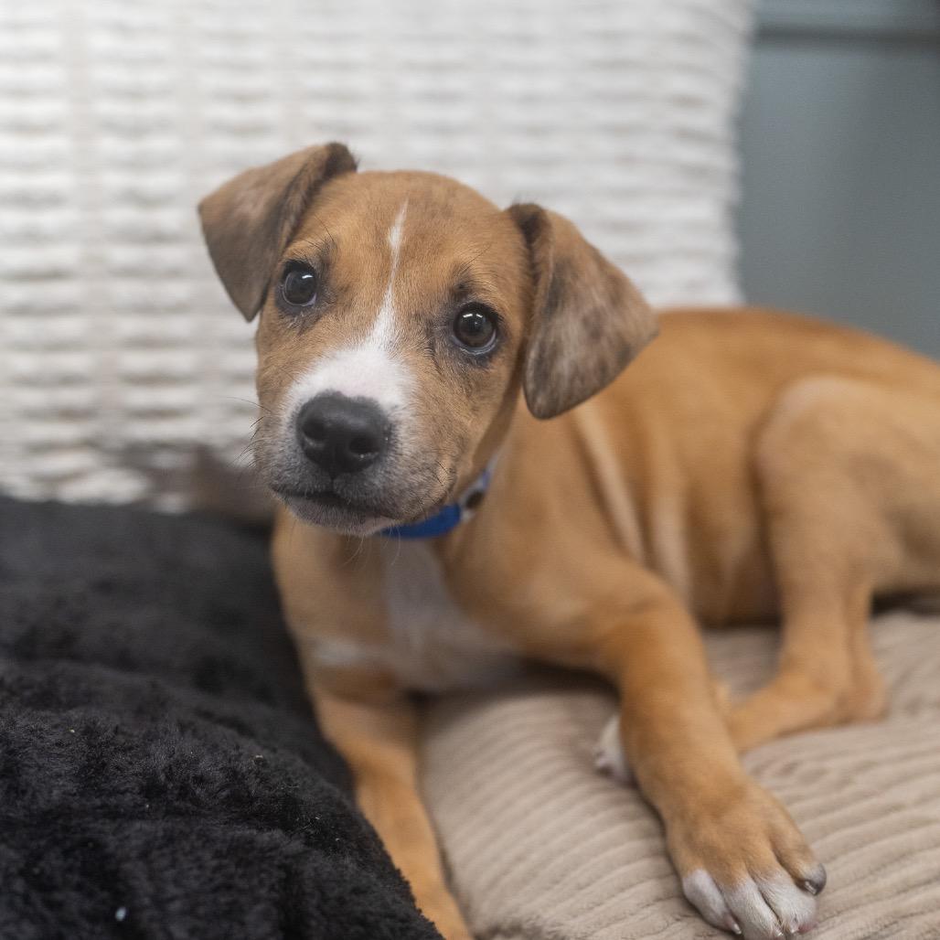 Enlarge Lance, a Adoptable mixed breed in Pawling, NY image 3/6