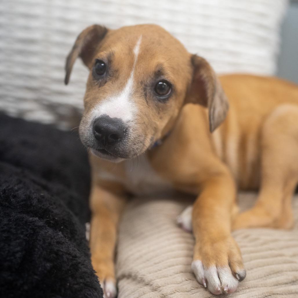 Enlarge Lance, a Adoptable mixed breed in Pawling, NY image 4/6