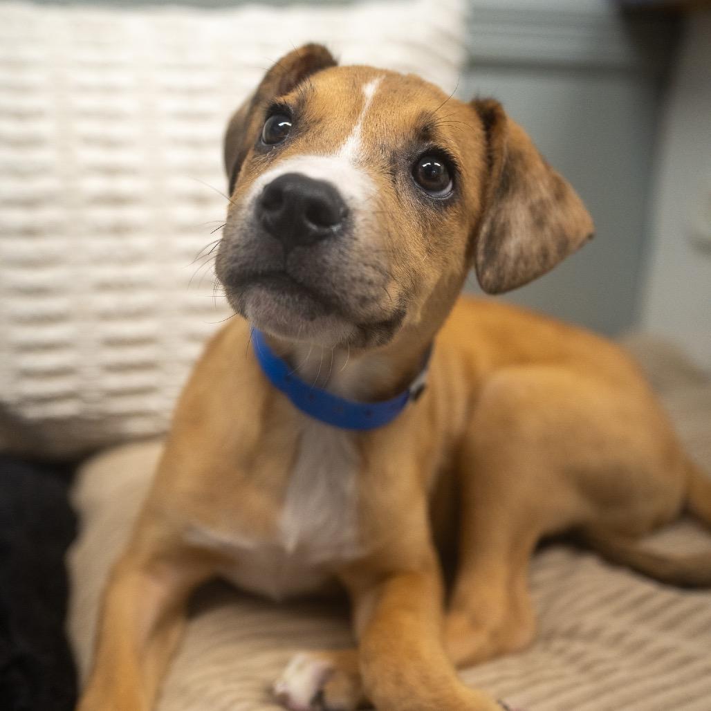 Enlarge Lance, a Adoptable mixed breed in Pawling, NY image 5/6