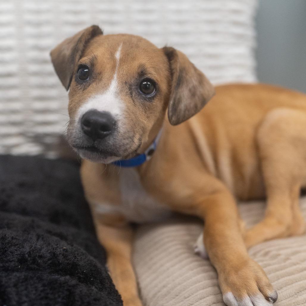 Enlarge Lance, a Adoptable mixed breed in Pawling, NY image 6/6