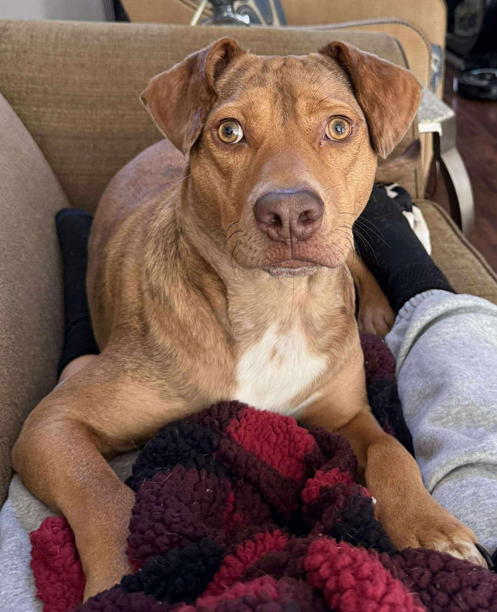 CHILI, Adoptable, Young Male Beagle & Pit Bull Terrier.