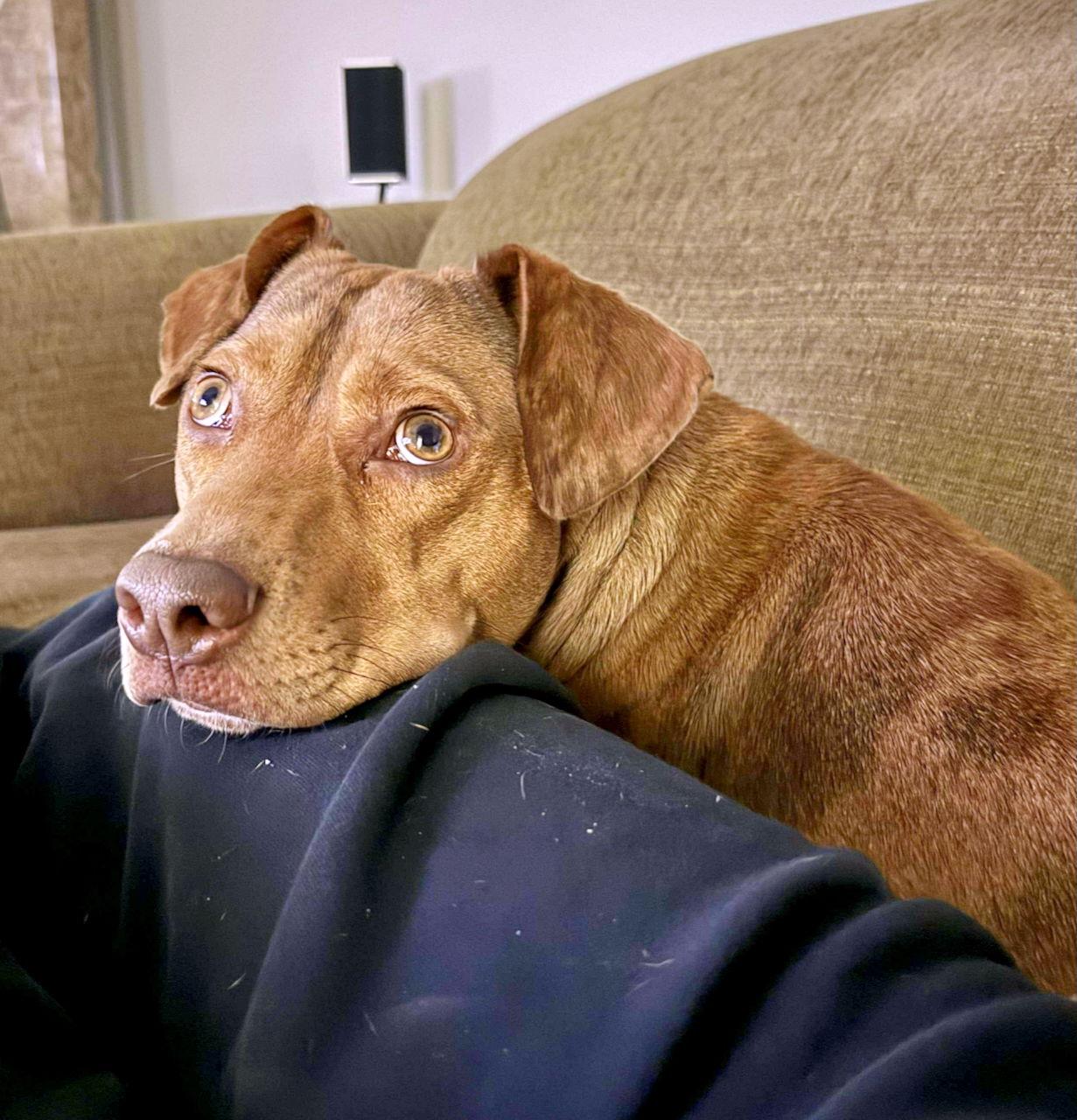 CHILI, a Adoptable mixed breed in GILBERTS, IL image 1/3