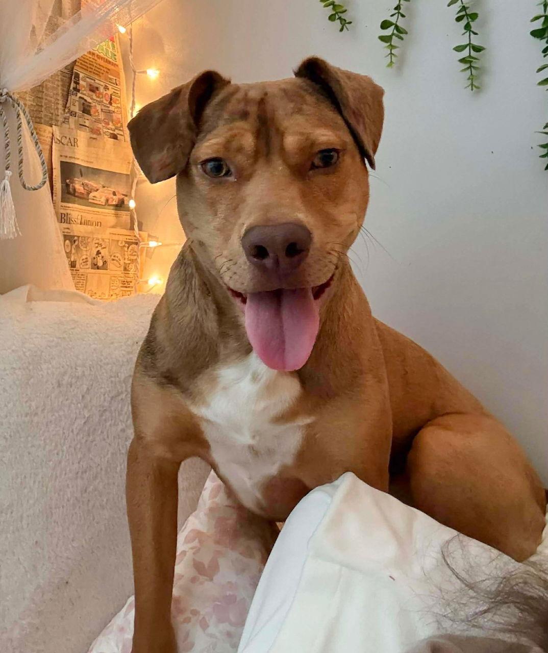 Enlarge CHILI, a Adoptable mixed breed in GILBERTS, IL image 2/3