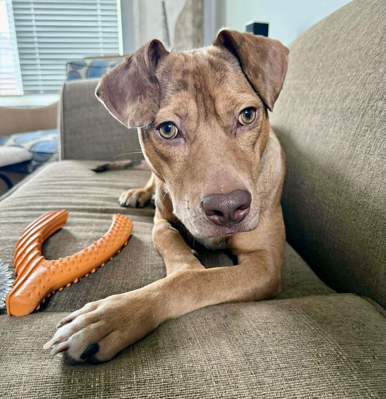CHILI, a Adoptable mixed breed in GILBERTS, IL image 2/3