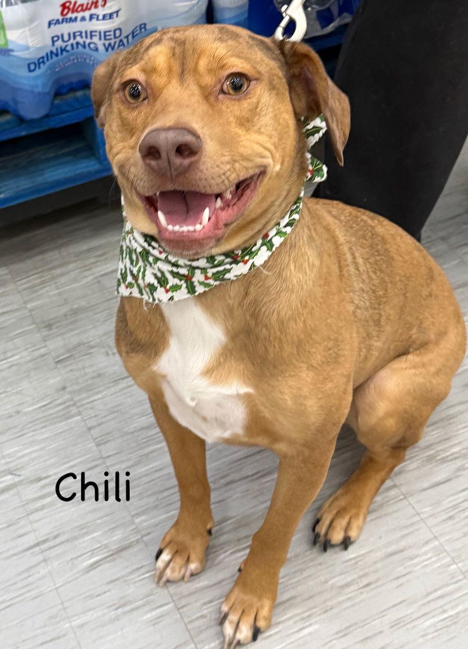 Enlarge CHILI, a Adoptable mixed breed in GILBERTS, IL image 3/3