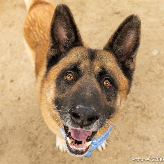 ARTHUR, Adoptable, Adult Male German Shepherd Dog & German Shepherd Dog.