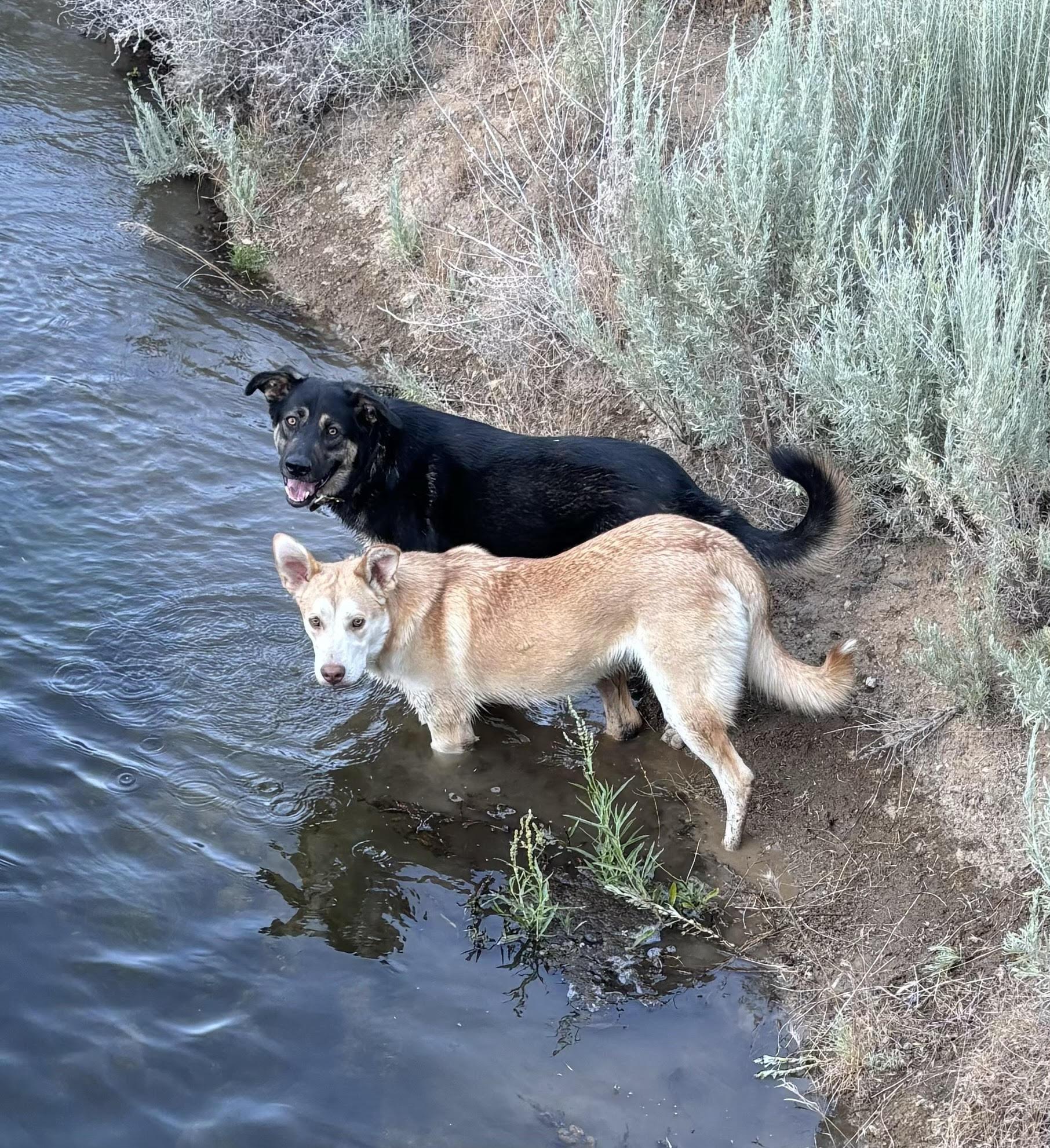 Enlarge Gary, a Adoptable mixed breed in Agua Dulce, CA image 1/6