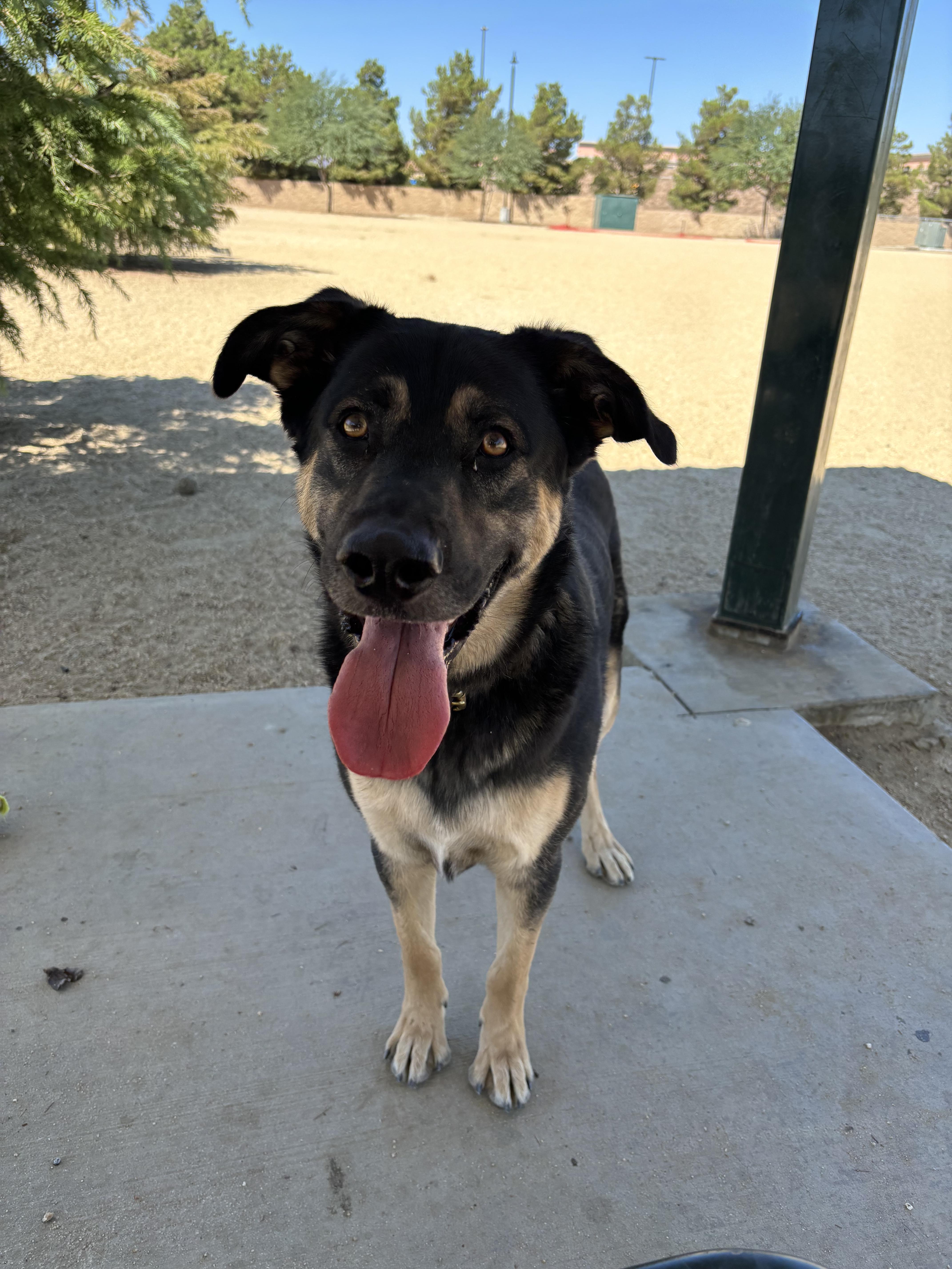 Enlarge Gary, a Adoptable mixed breed in Agua Dulce, CA image 3/6