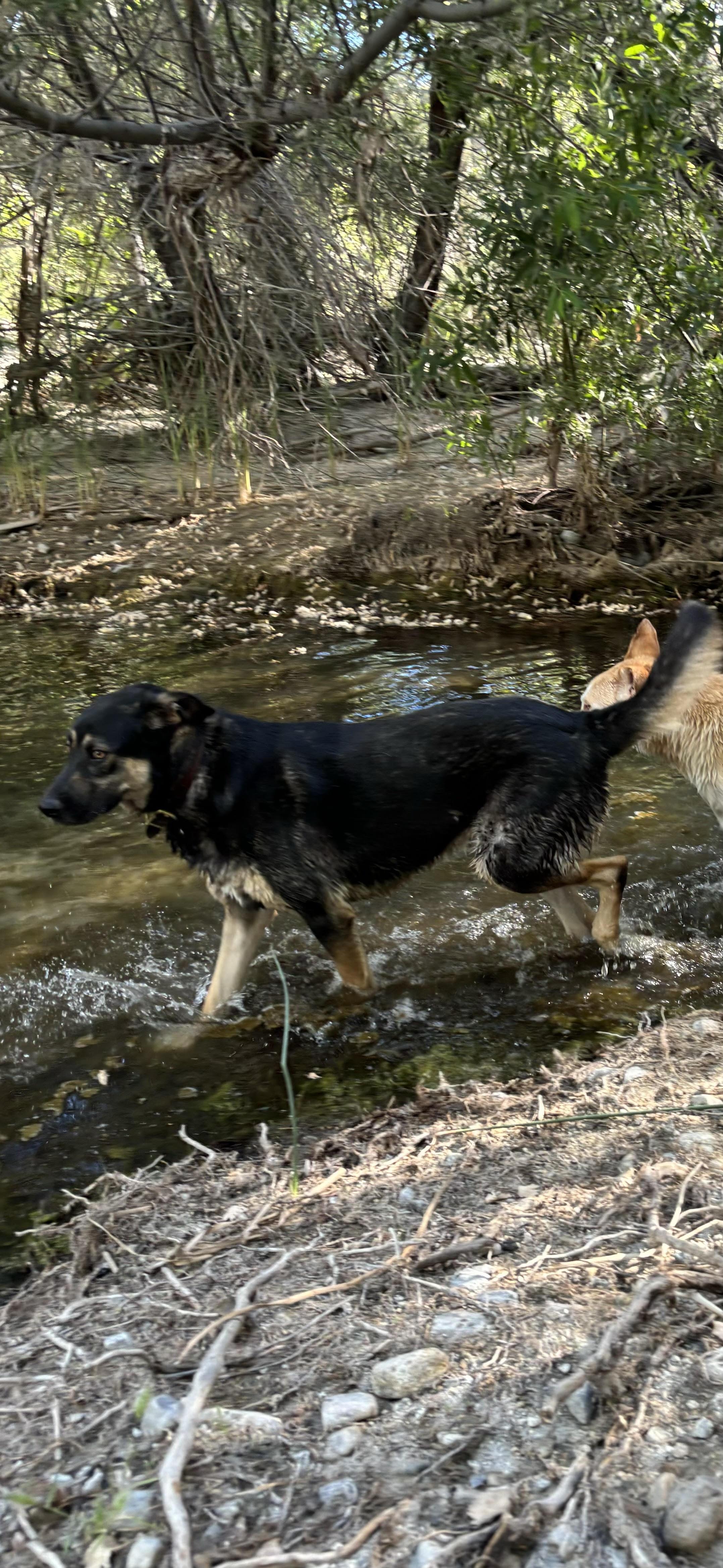 Enlarge Gary, a Adoptable mixed breed in Agua Dulce, CA image 4/6