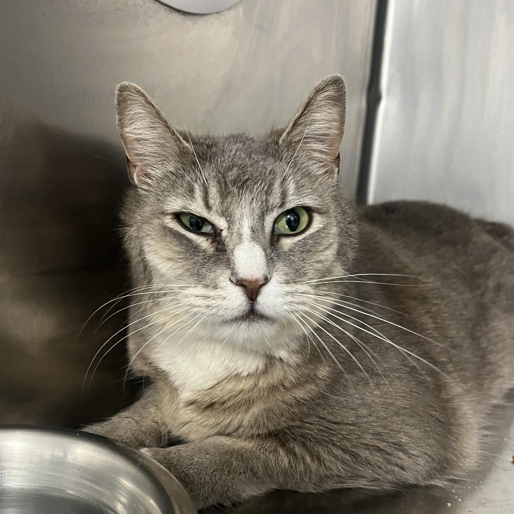 Jean, Adoptable, Adult Female Domestic Short Hair.