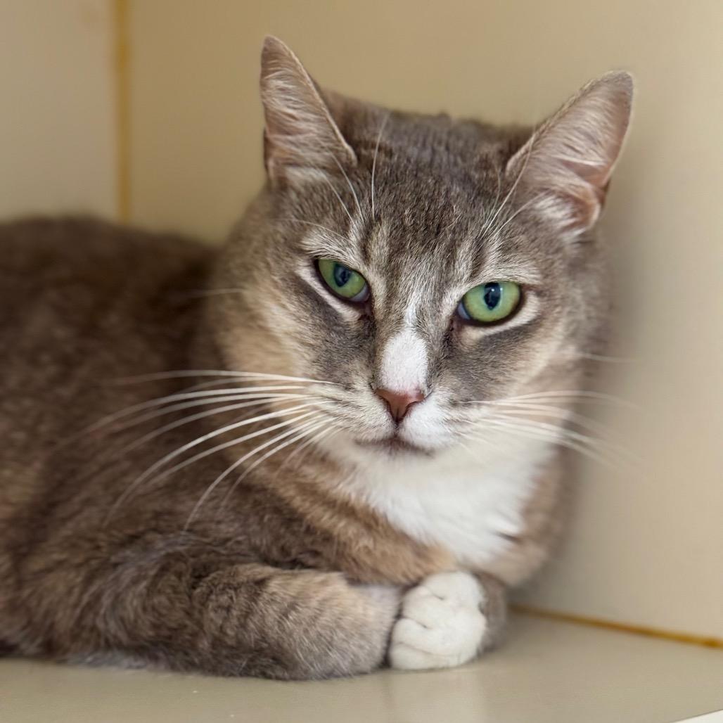 Jean, Adoptable, Adult Female Domestic Short Hair.