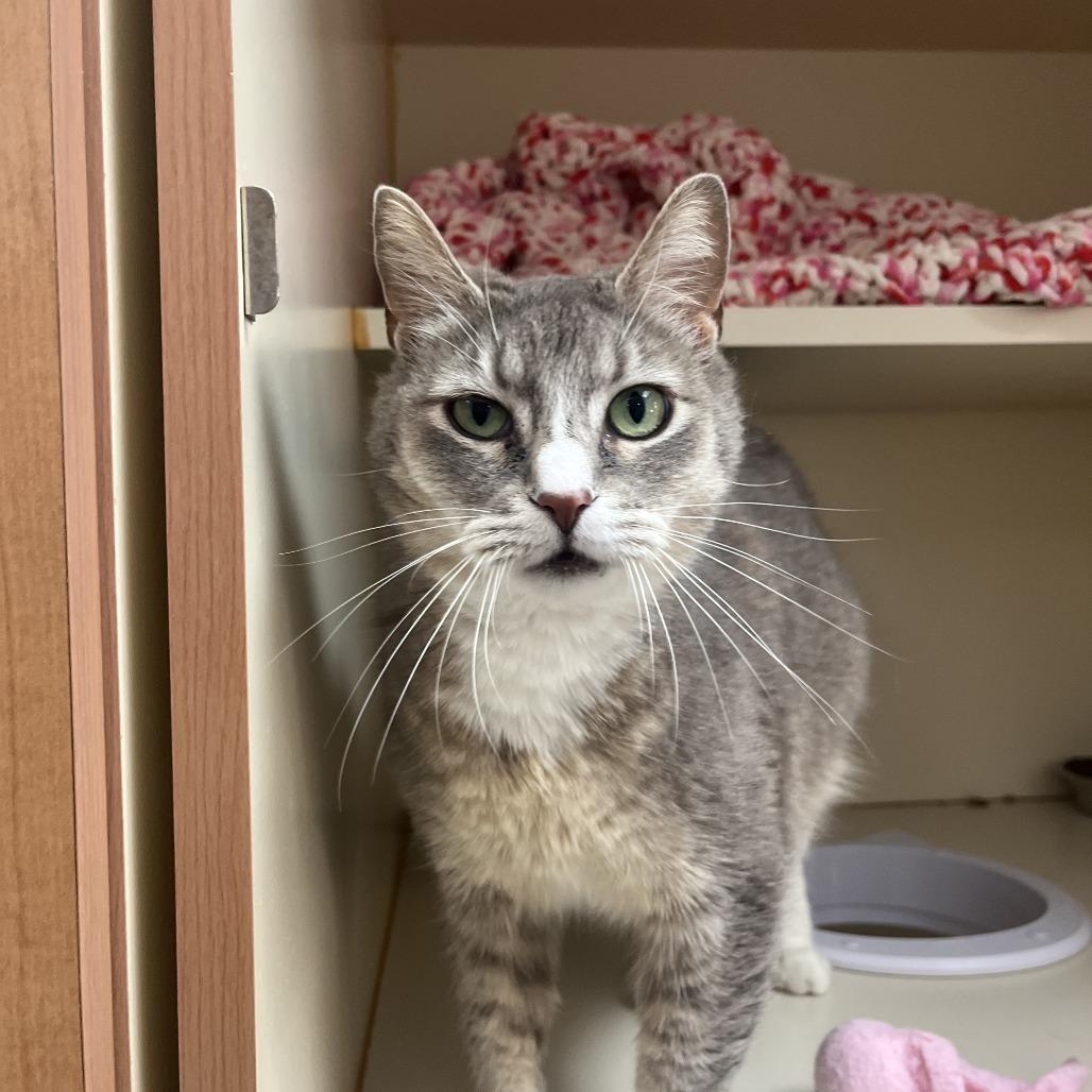 Jean, a Adoptable Domestic Short Hair in Idaho Falls, ID image 2/6