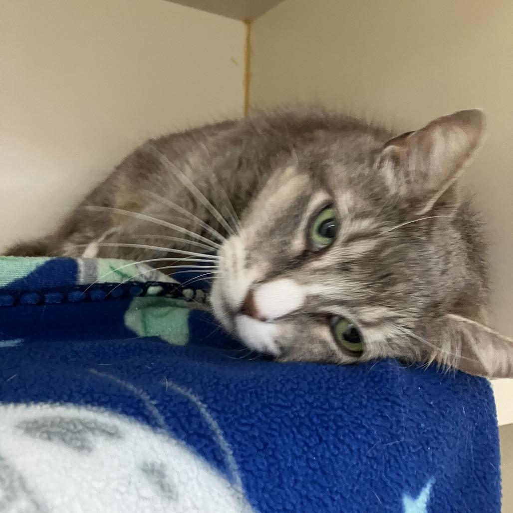 Enlarge Jean, a Adoptable Domestic Short Hair in Idaho Falls, ID image 2/4