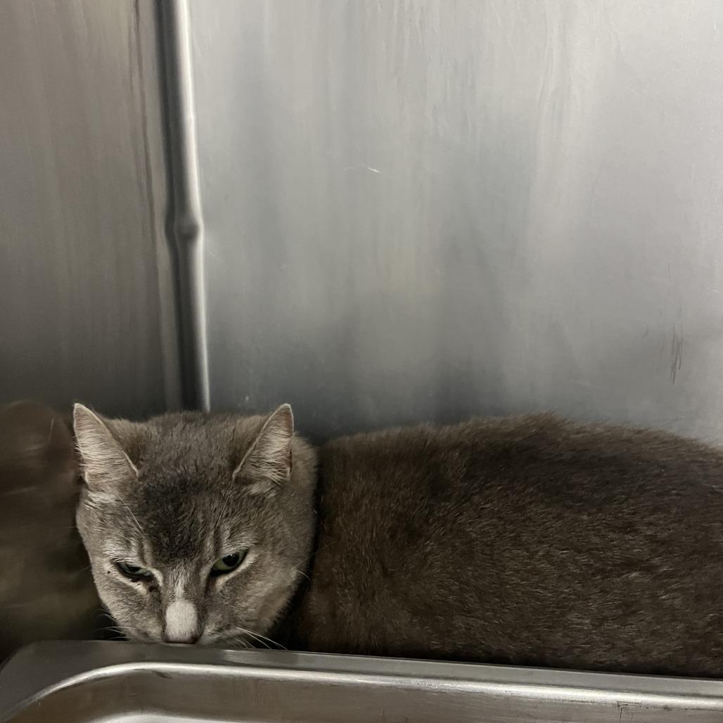 Enlarge Jean, a Adoptable Domestic Short Hair in Idaho Falls, ID image 3/4