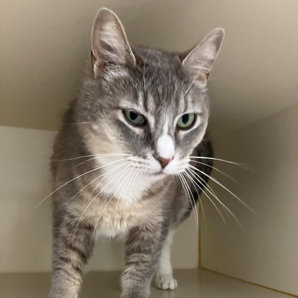Jean, a Adoptable Domestic Short Hair in Idaho Falls, ID image 4/6