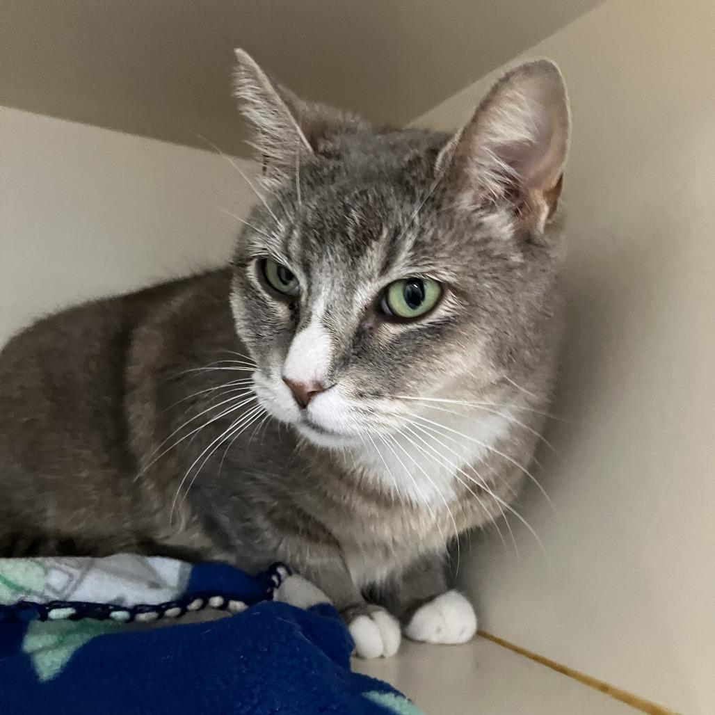 Enlarge Jean, a Adoptable Domestic Short Hair in Idaho Falls, ID image 4/4