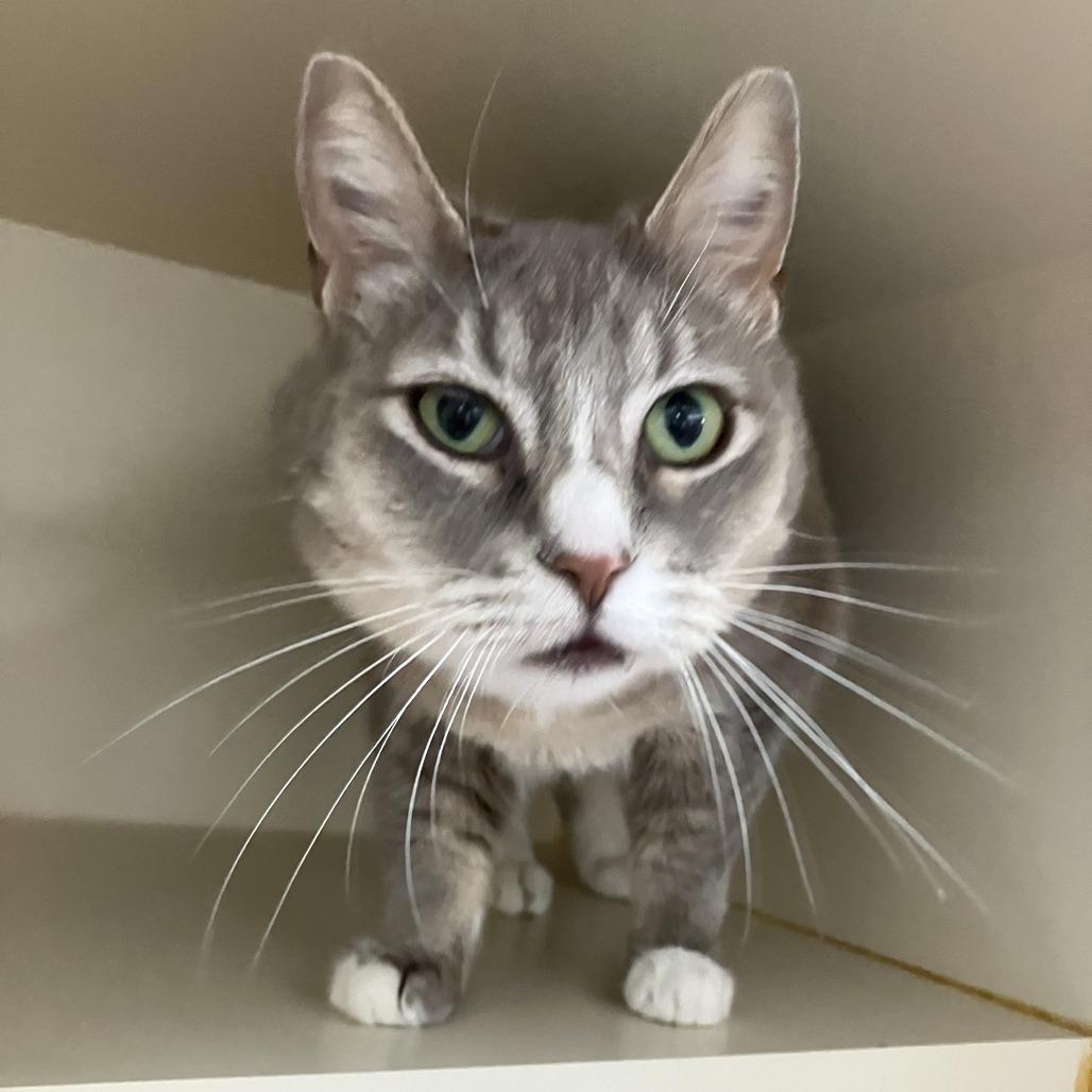 Jean, a Adoptable Domestic Short Hair in Idaho Falls, ID image 6/6