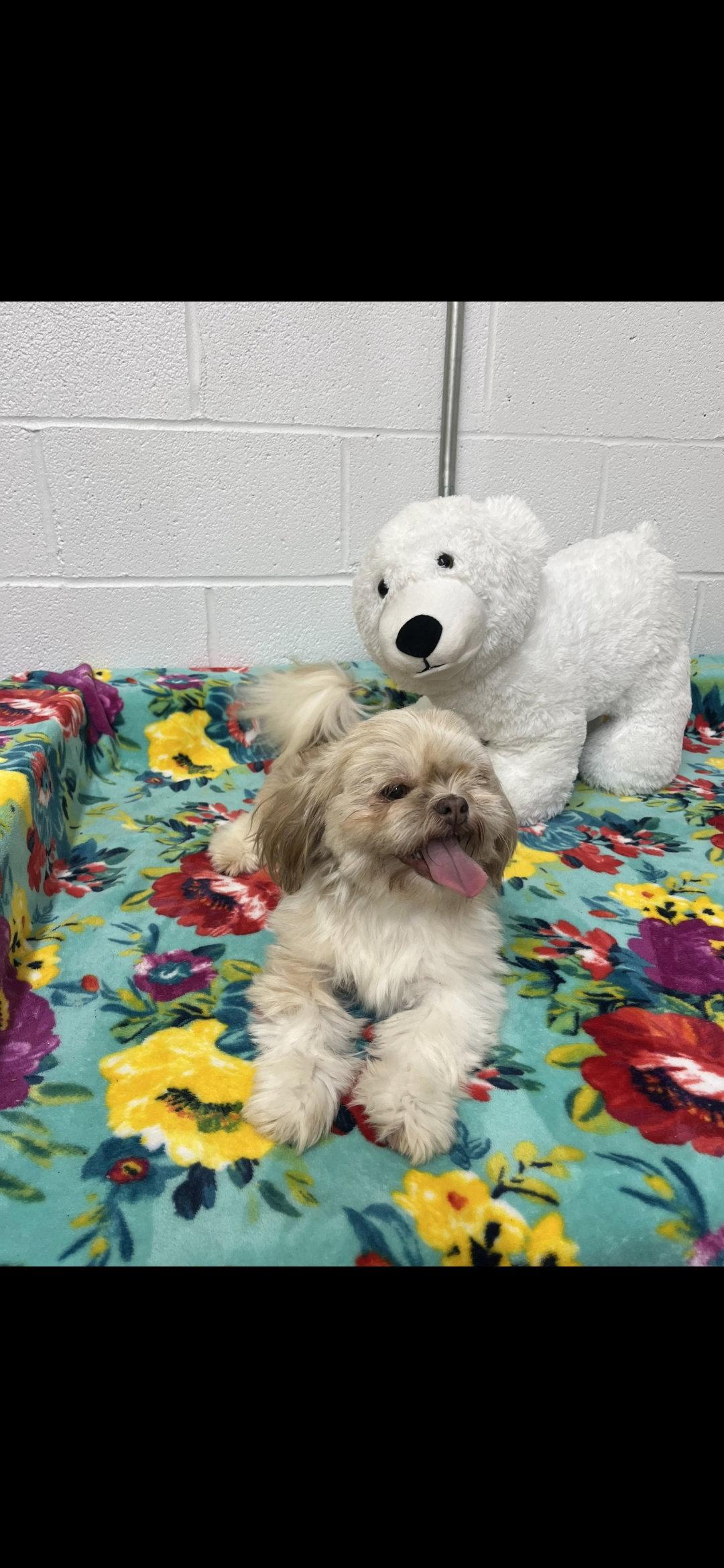 Amber, Adoptable, Adult Female Shih Tzu.