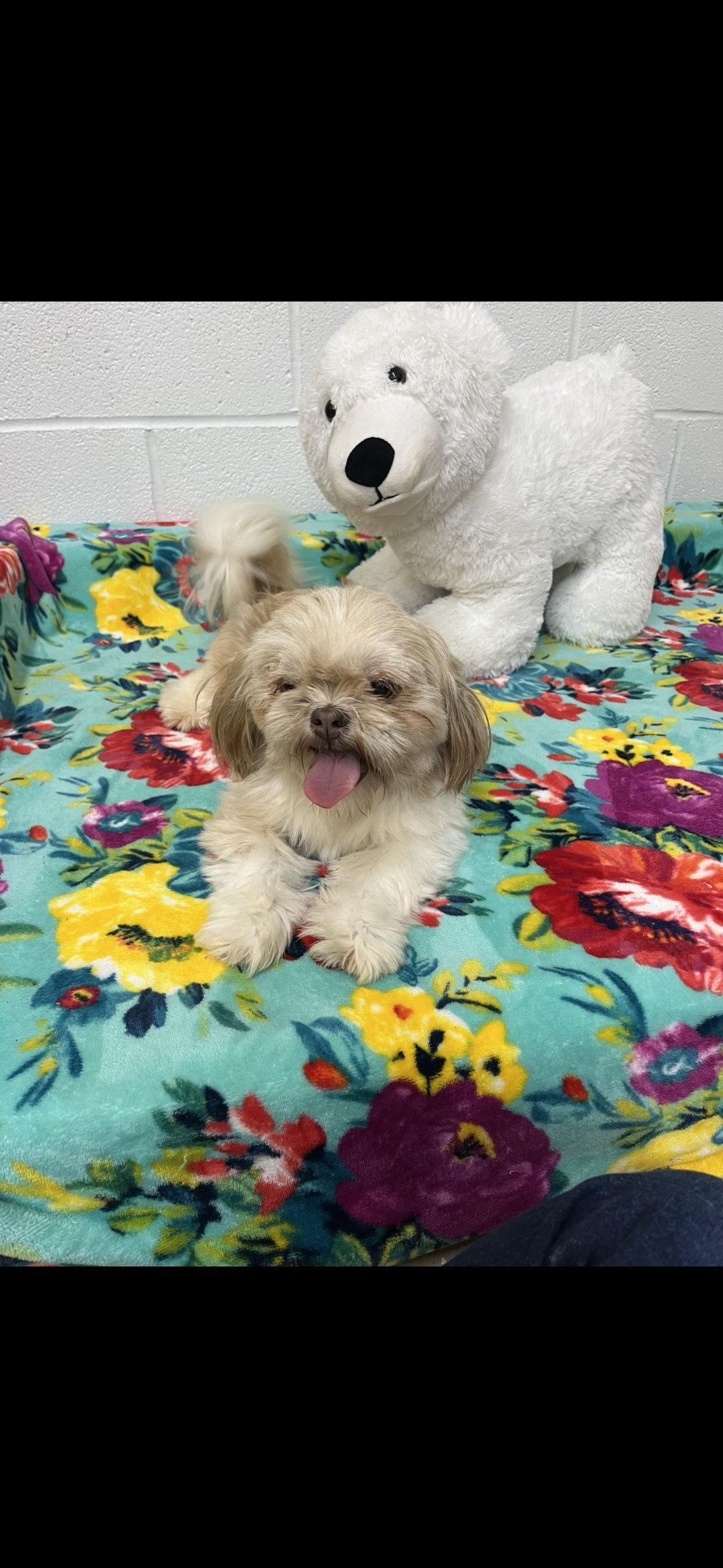 Enlarge Amber, a Adoptable Shih Tzu in York, SC image 2/3