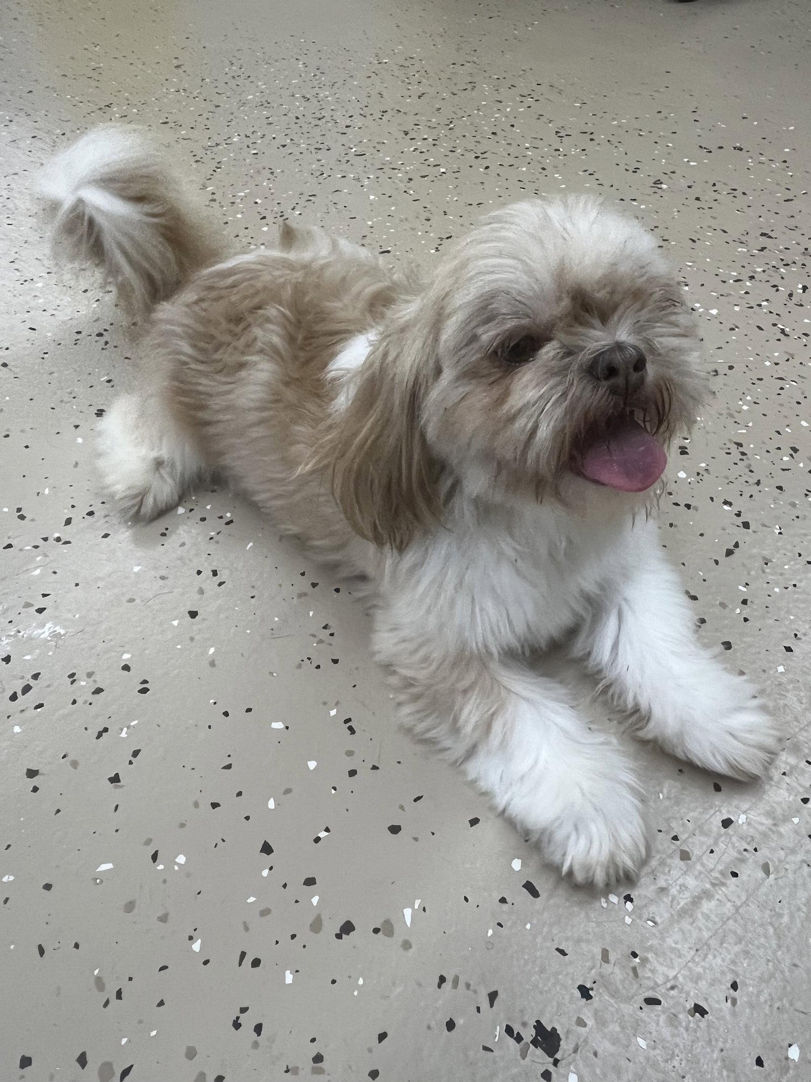 Enlarge Amber, a Adoptable Shih Tzu in York, SC image 3/3