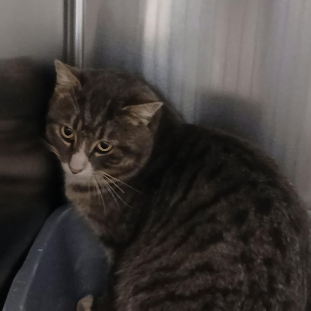 Milo, a Adoptable Domestic Short Hair in Cody, WY image 1/2