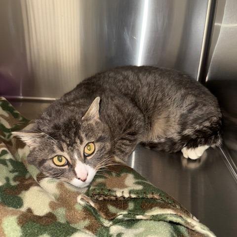 Milo, a Adoptable Domestic Short Hair in Cody, WY image 2/2