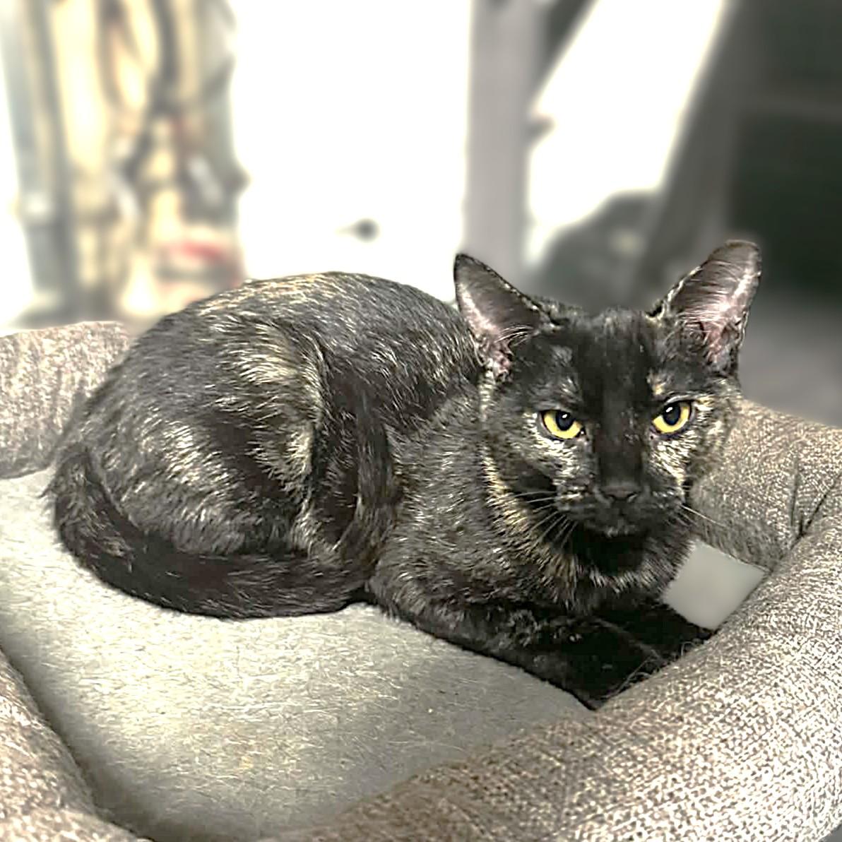 Freckles, a Adoptable Tortoiseshell in Allen, TX image 5/6