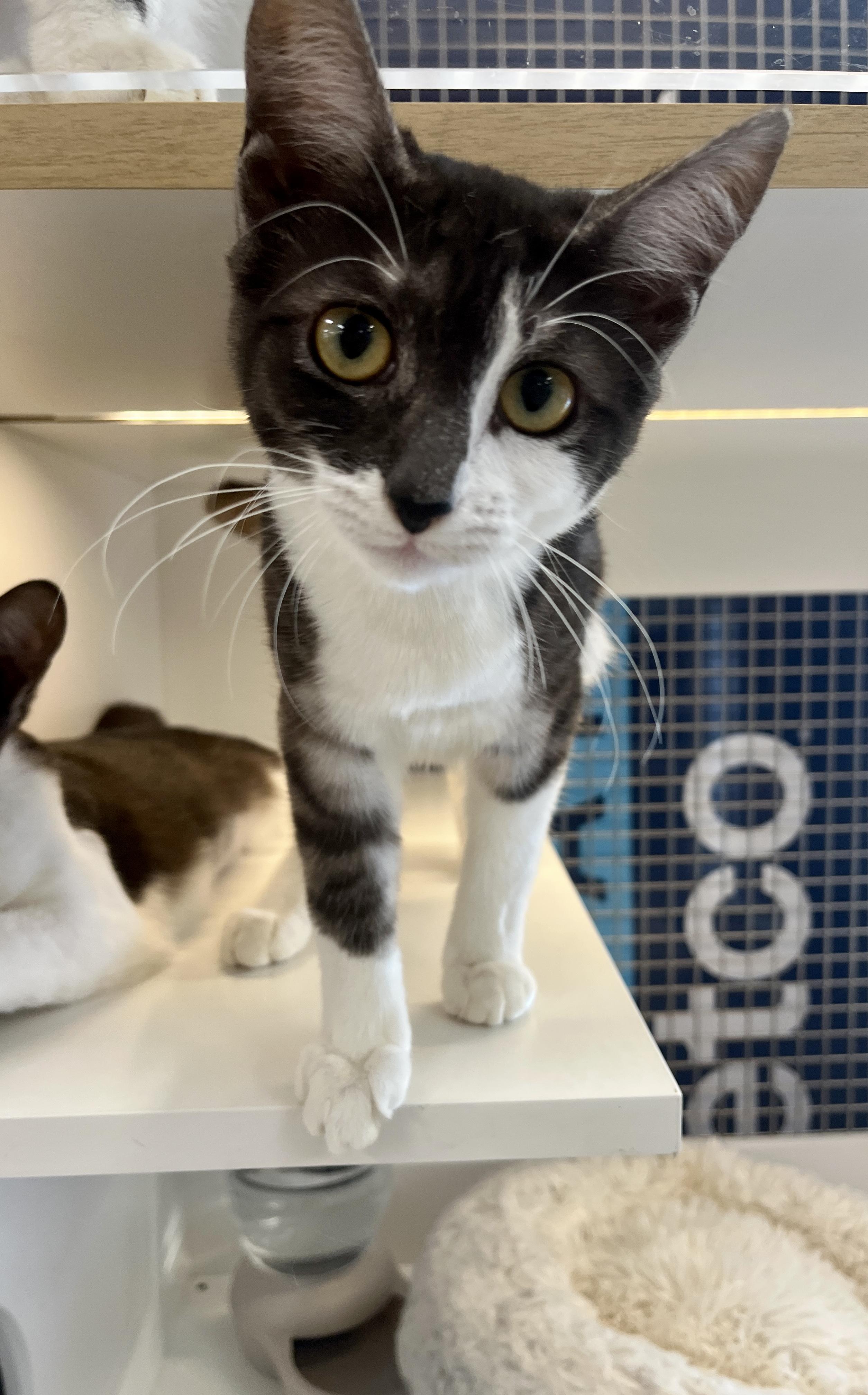 Jan, ADOPTABLE, Kitten Female Domestic Short Hair.