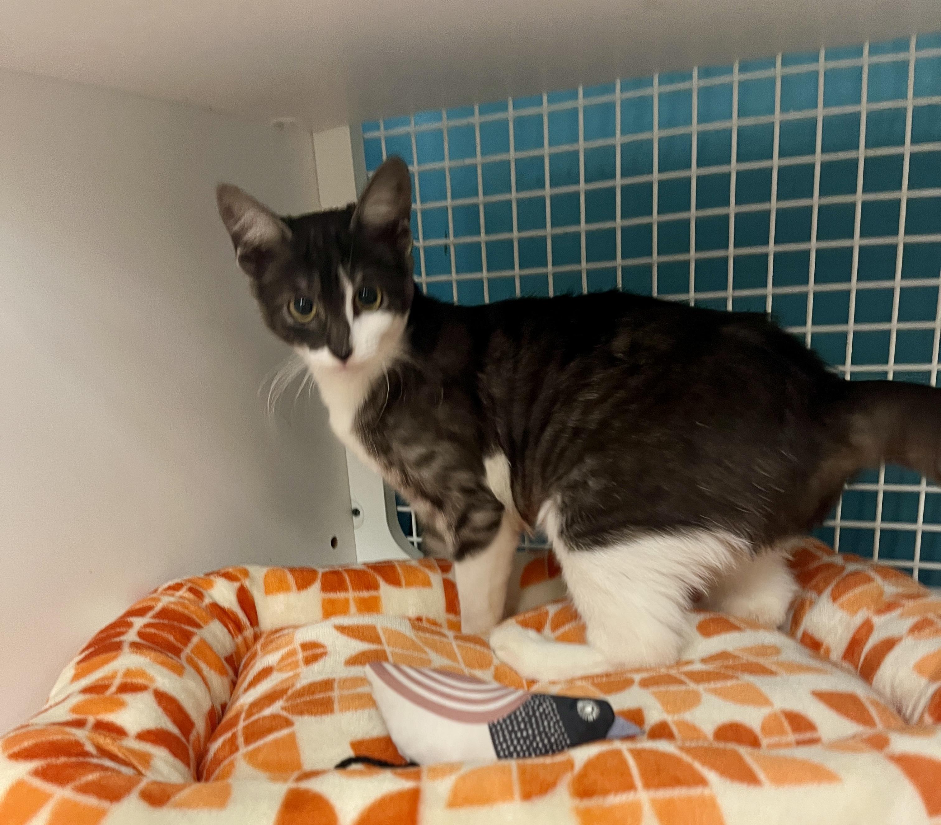 Enlarge Jan, a ADOPTABLE Domestic Short Hair in El Cajon, CA image 3/3