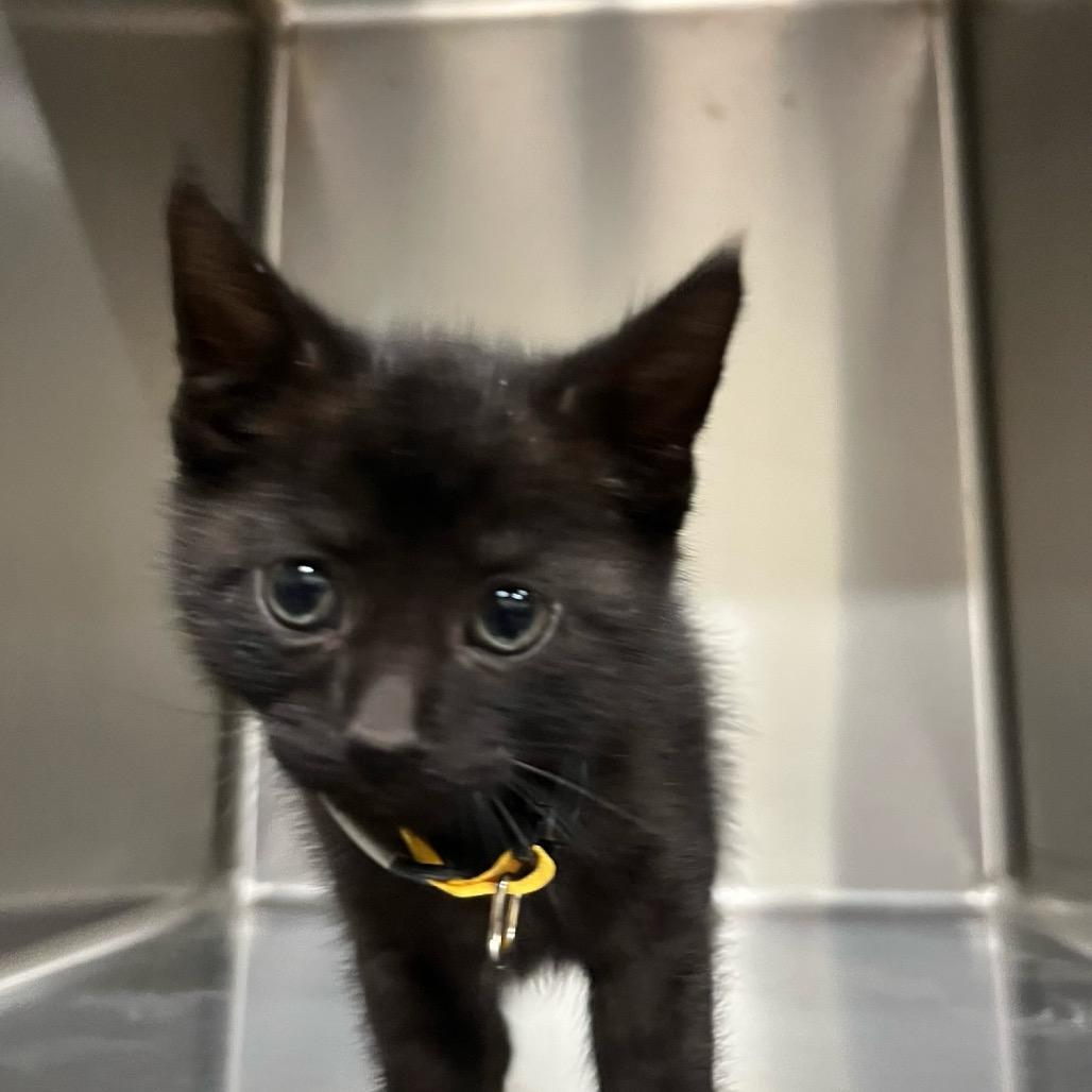 Arbor 96C25, Adoptable, Kitten Male Domestic Short Hair & Domestic Short Hair.