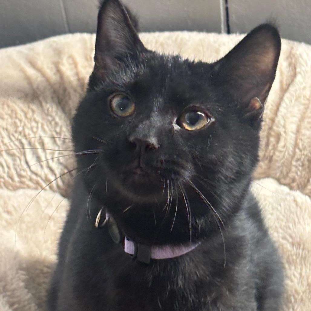 Enlarge Arbor 96C25, a Adoptable mixed breed in Napoleon, OH image 2/6