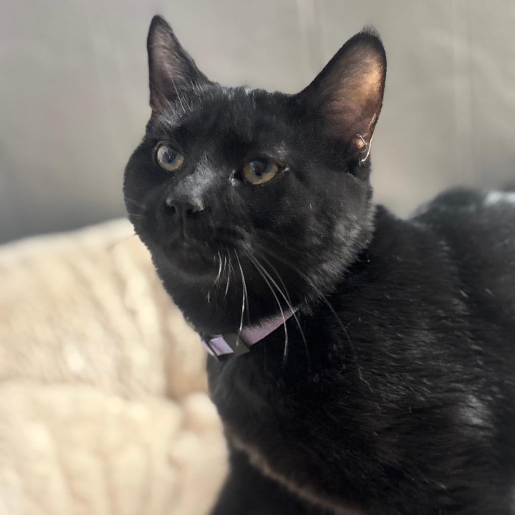 Enlarge Arbor 96C25, a Adoptable mixed breed in Napoleon, OH image 3/6