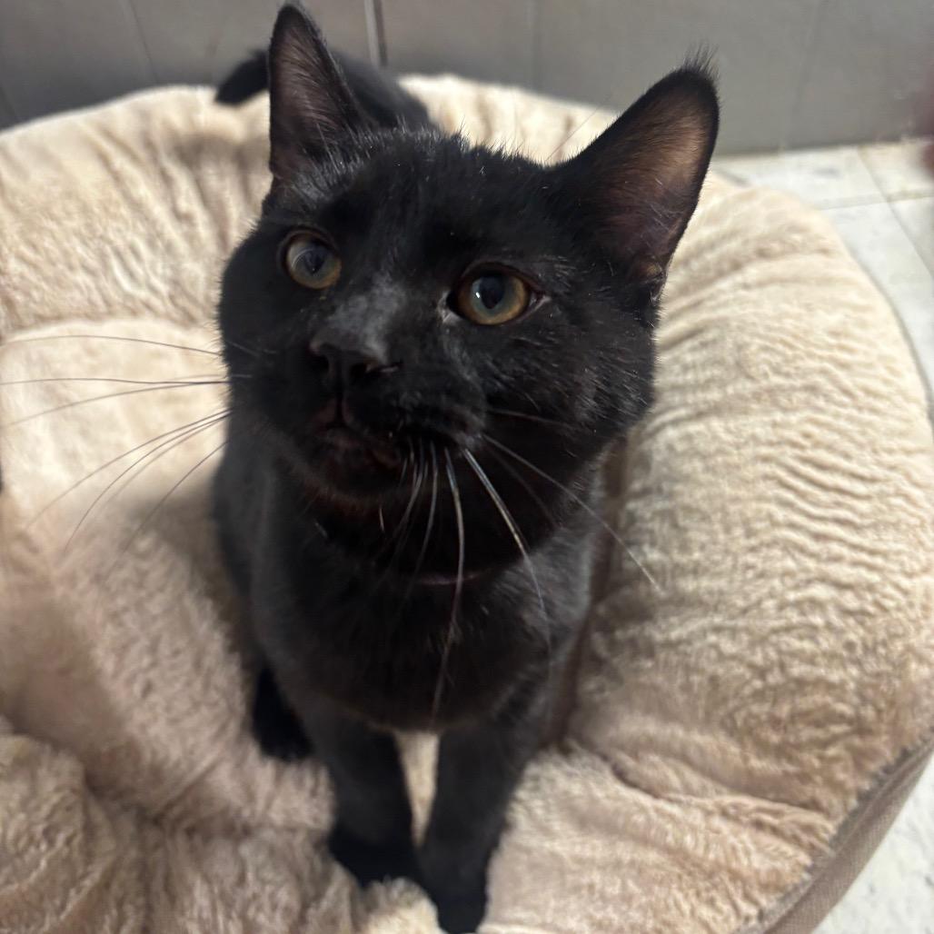 Enlarge Arbor 96C25, a Adoptable mixed breed in Napoleon, OH image 4/6