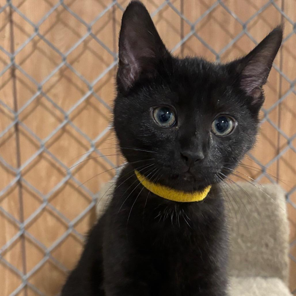 Enlarge Arbor 96C25, a Adoptable mixed breed in Napoleon, OH image 2/2