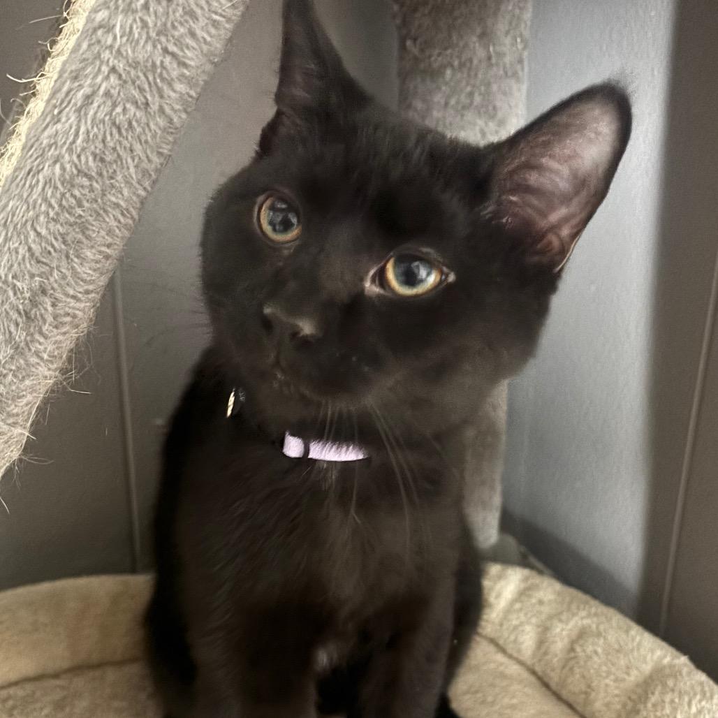 Enlarge Arbor 96C25, a Adoptable mixed breed in Napoleon, OH image 6/6