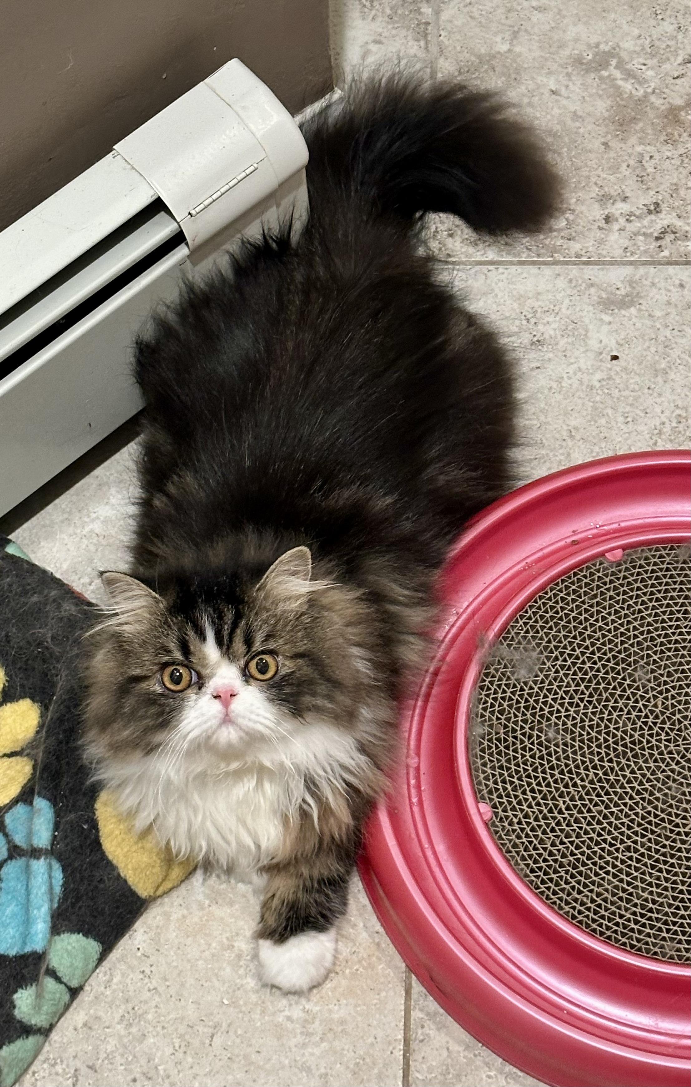 Bablo!!!, a Adoptable Persian in Manalapan, NJ image 2/6