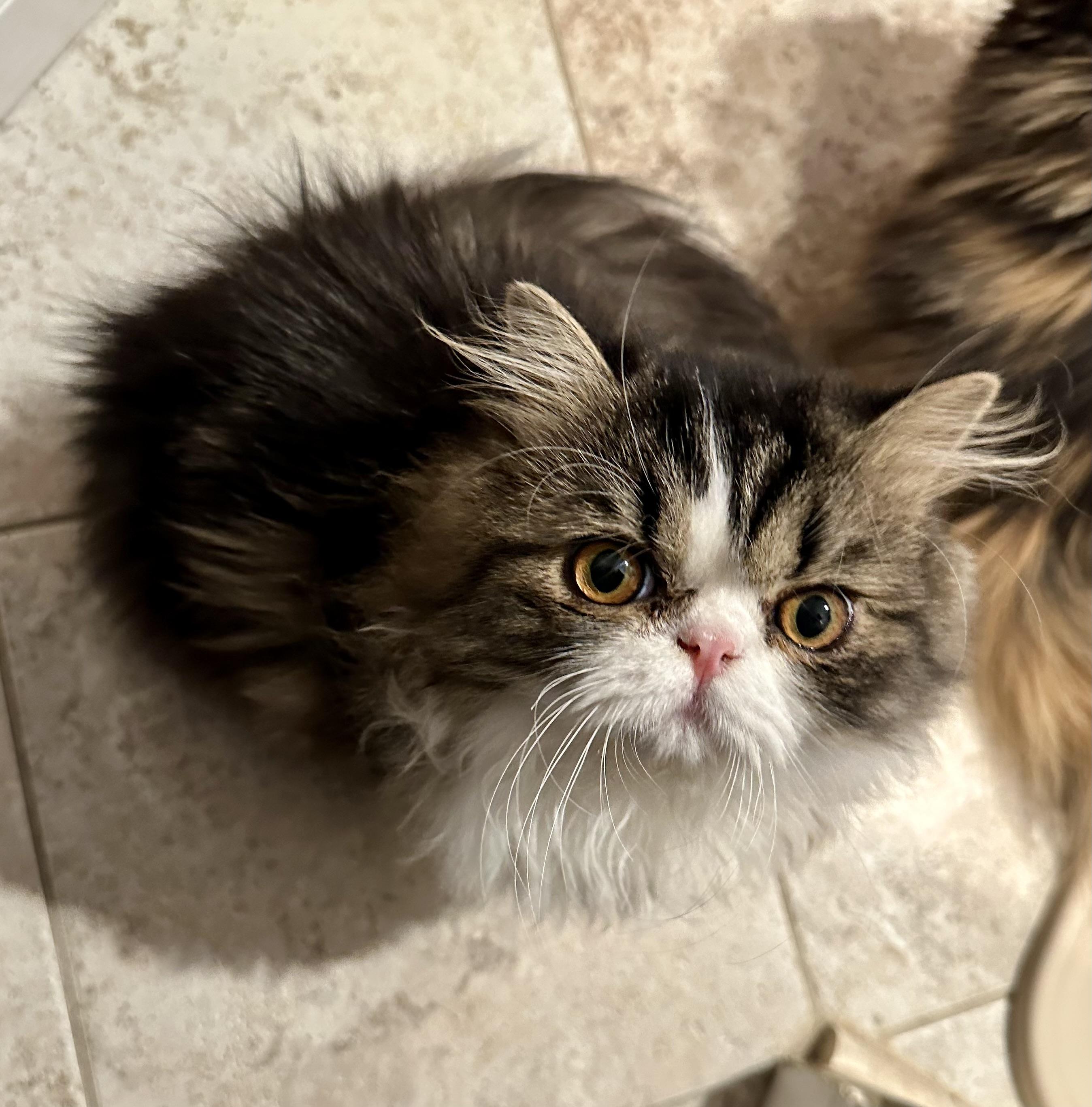 Bablo!!!, a Adoptable Persian in Manalapan, NJ image 3/6