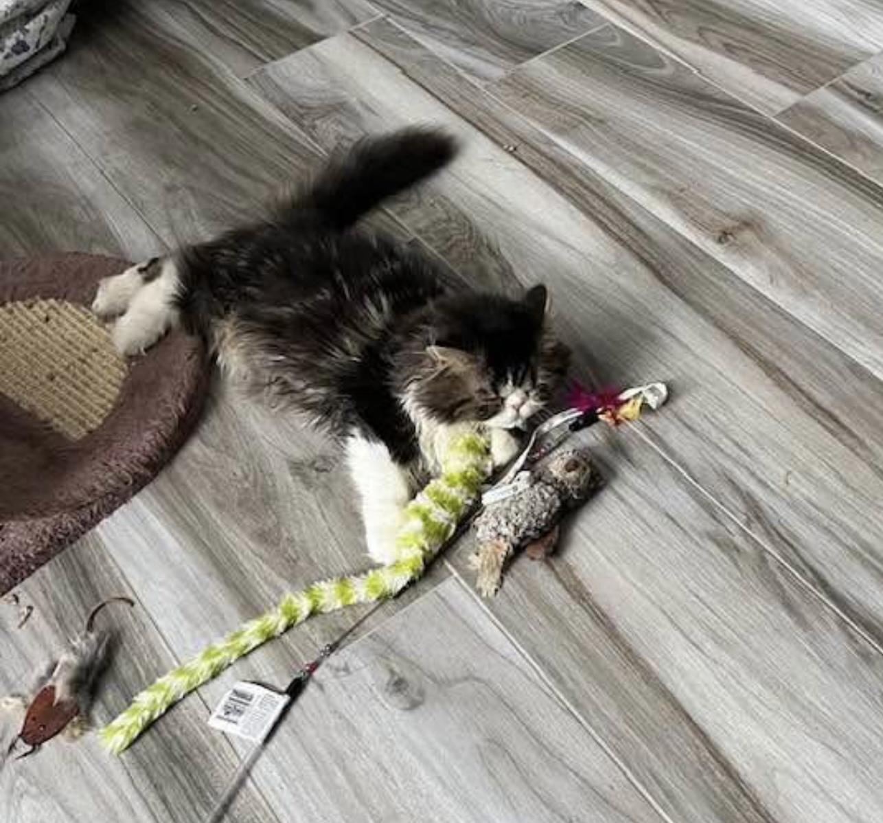 Bablo!!!, an adoptable Persian in Manalapan, NJ, 07726 | Photo Image 3