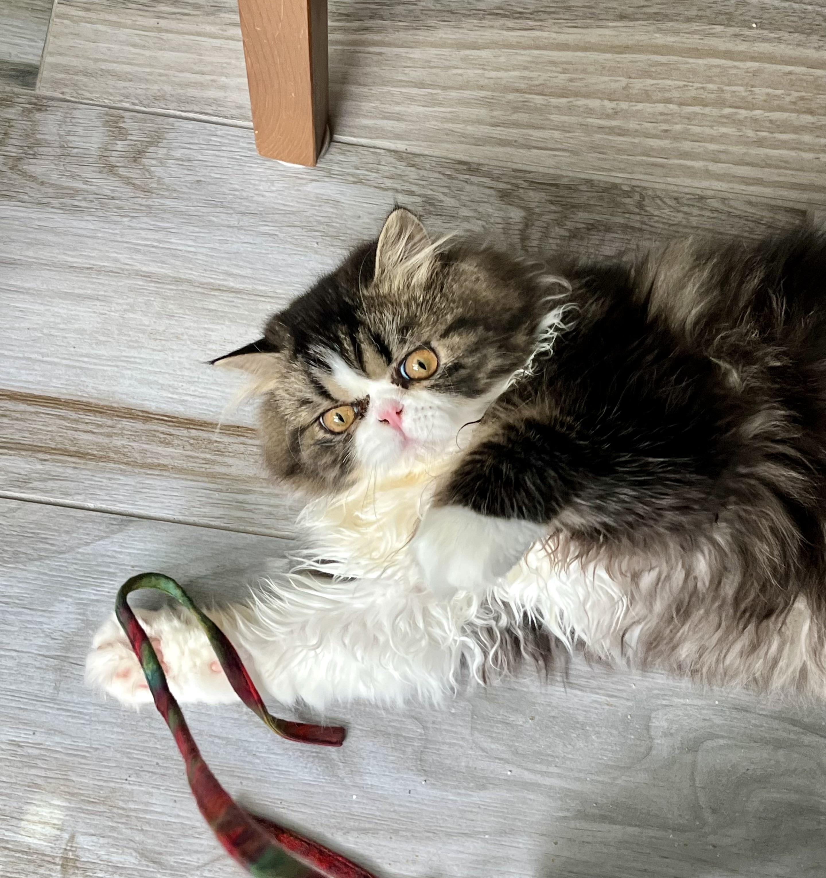 Bablo!!!, a Adoptable Persian in Manalapan, NJ image 4/6