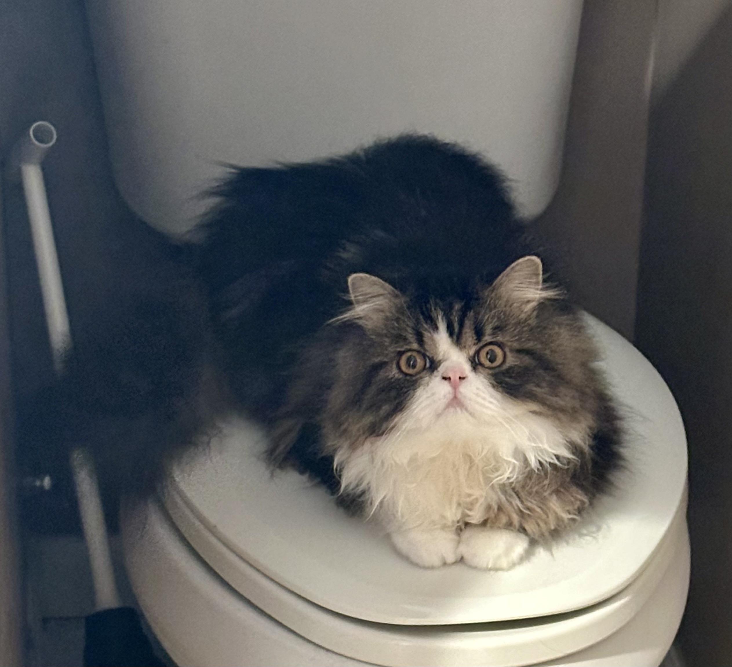 Bablo!!!, a Adoptable Persian in Manalapan, NJ image 1/6