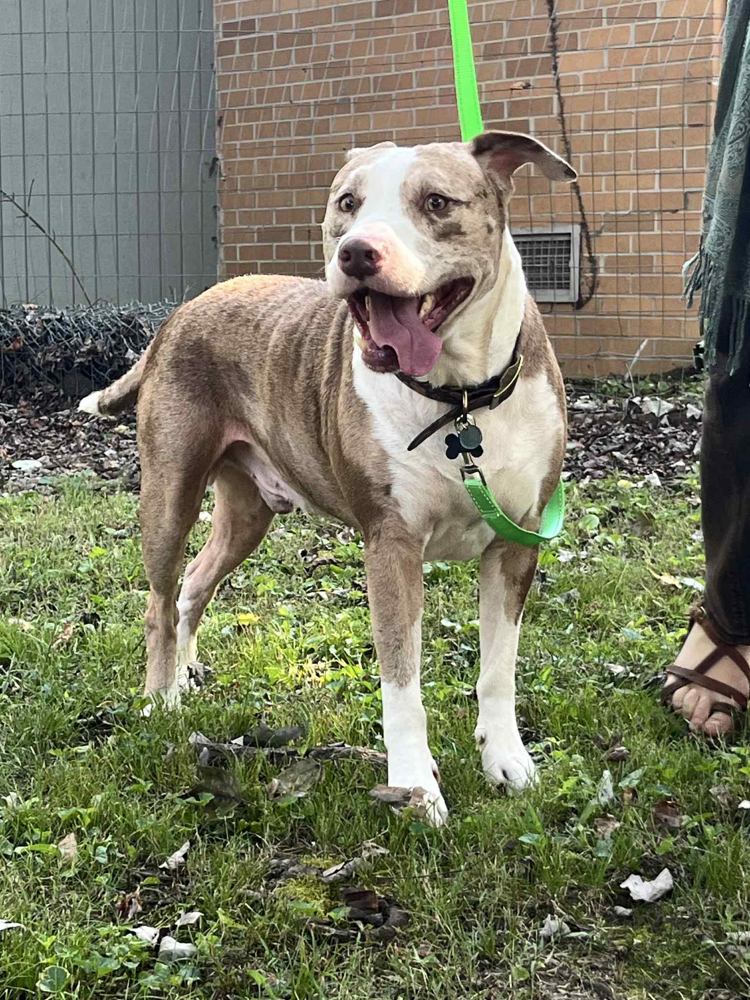 Camo, Adoptable, Adult Male Pit Bull Terrier.