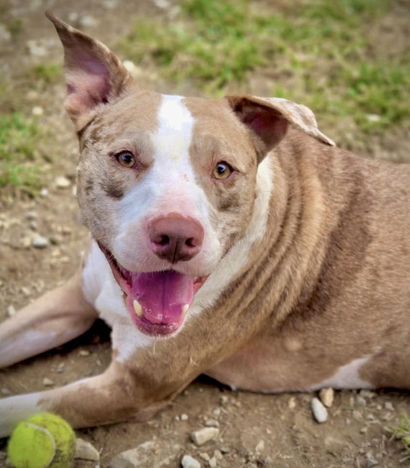 Enlarge Camo, a Adoptable Pit Bull Terrier in Chatsworth, GA image 1/1