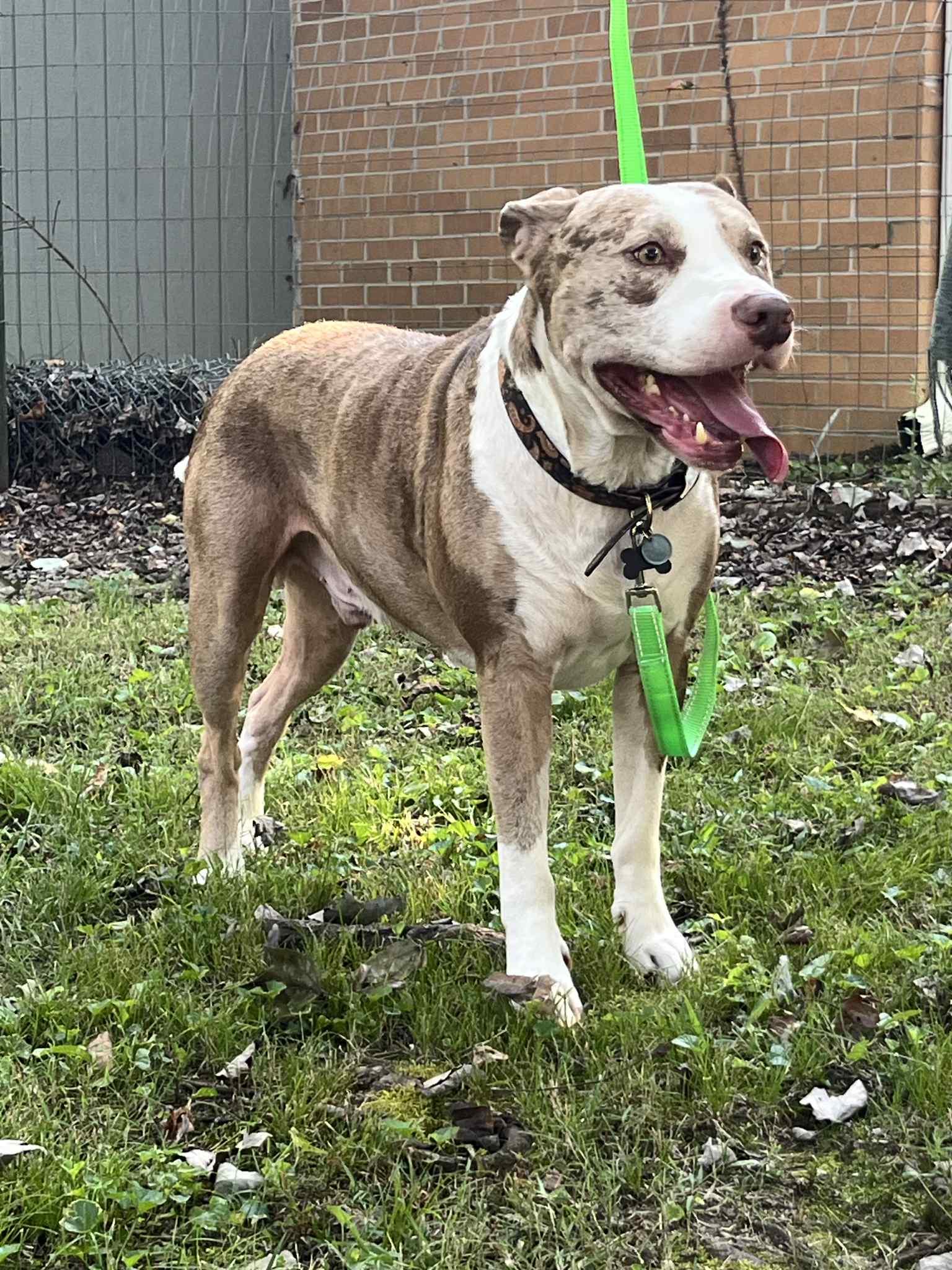 Camo, a Adoptable Pit Bull Terrier in Chatsworth, GA image 2/3