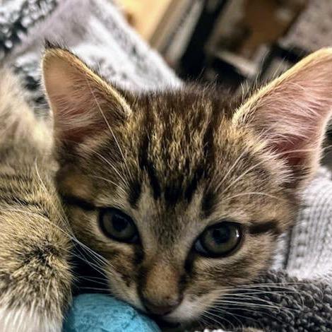 Clover, a Adoptable Domestic Medium Hair in Chapel Hill, NC image 1/3