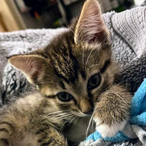 Clover, a Adoptable Domestic Medium Hair in Chapel Hill, NC image 2/3