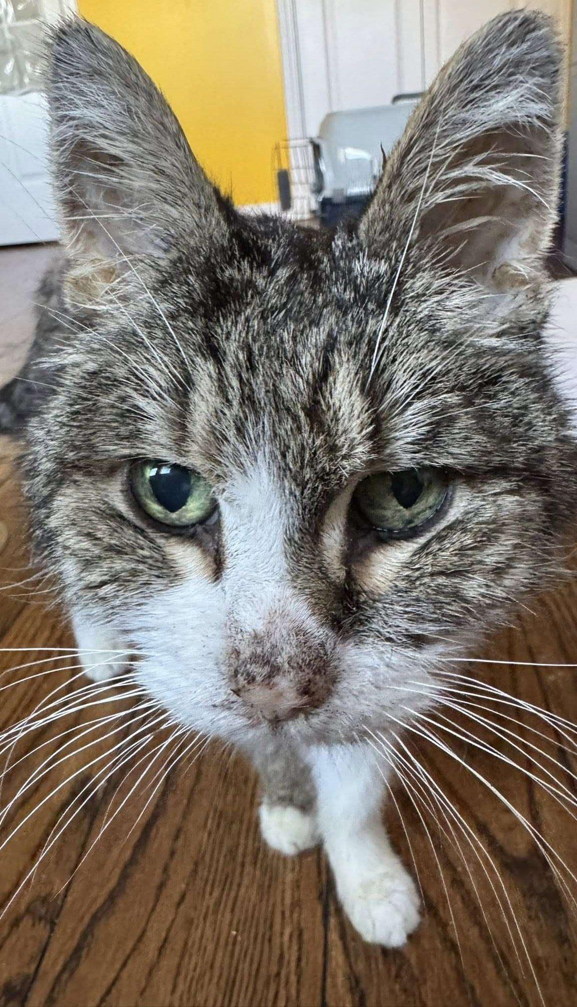 Enlarge Tabitha, a Adopted Domestic Short Hair in Nepean, ON image 1/1