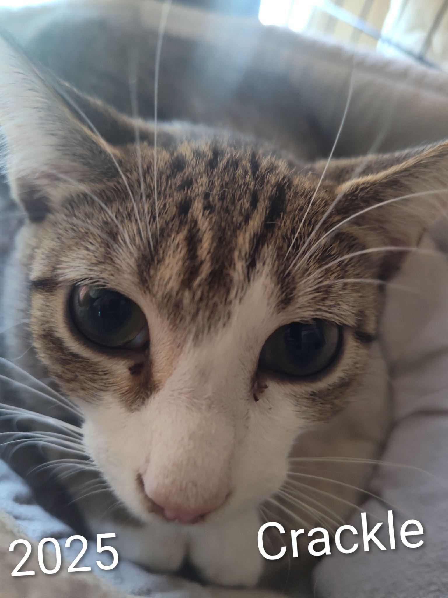 Krackle, a Adoptable Domestic Short Hair in Delran, NJ image 1/2